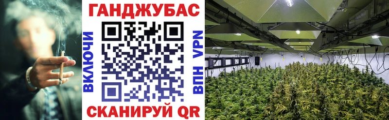Каннабис план Тайшет